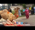 camel qurbani on eid 2014