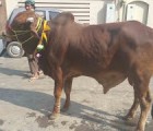 brown cow qurbani in a1 gujranwala 2015