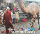 camel slaughter in Pakistan
