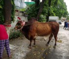 Heavy brown cow ki qurbani 2020 4K video