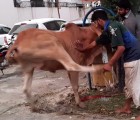 very sharp cow qurbani in wapda town 2020