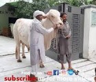 very very big cow qurbani 2021 Part 2