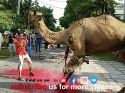 Camel qurbani Gujranwala 2017 YouTube