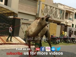 latest camel qurbani 2018 || اونٹ کی قربانی