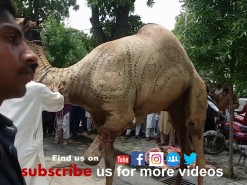 Heavy camel qurbani in gujranwala 2019