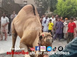 Heavy camel qurbani 2014 in wapda town HD