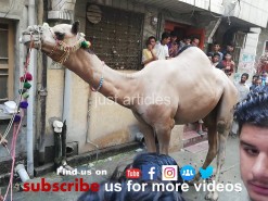 camel qurbani 2019 city gujranwala