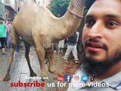 Eid ul azha camel qurbani