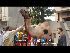 beautiful camel qurbani at wapda town
