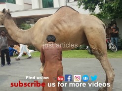 beautiful camel qurbani HD 2019 gujranwala