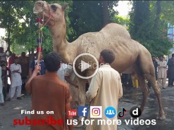 camel qurbani a1 block gujranwala 2015