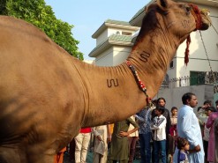 camel qurbani in b3 Pakistan