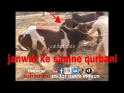 cow qurbani in a2 gujranwala 2010