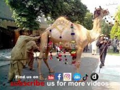 camel qurbani c1 road gujranwala 2013