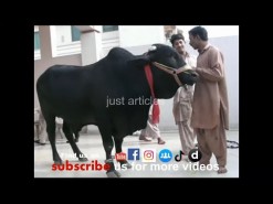 huge cow qurbani in 2007 gujranwala