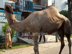 MOST BEAUTIFUL CAMEL IN B1 GUJRANWALA