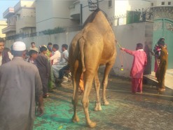 most beauriful camel qurbani in b3 gujranwala