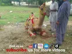 camel qurbani in b4 Pakistan