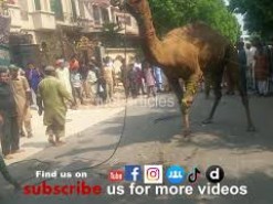 camel qurbani c1 gujranwala Pakistan