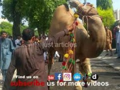 Camel qurbani main road gujranwala 2015