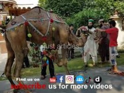 camel qurbani in C2 gujranwala 2019