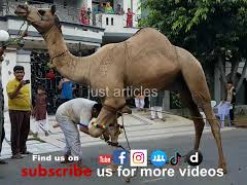 camel qurbani A1 gujranwala 2017