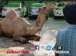 camel qurbani in A2 main road wapda town 2018