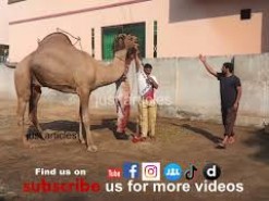 camel qurbani in b3 wapda town gujranwala