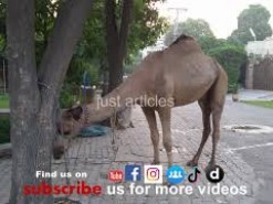 latest camel qurbani B2 wapda town