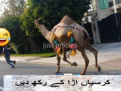 running camel qurbani in gujranwala 2017 / best qurbani channel