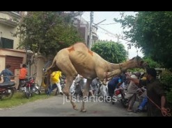amazing camel qurbani in B4 Pakistan
