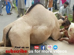 camel qurbani near hospital 2017