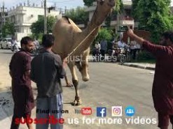 ghalat churi marne se galia par gai qasai ko /best camel qurbani
