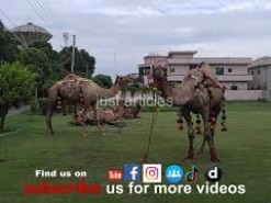 camel qurbani block B4 gujranwala
