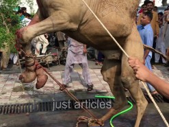 jumping camel qurbani in a2 gujranwala