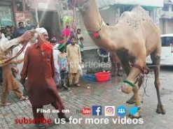 camel slaughter in Pakistan