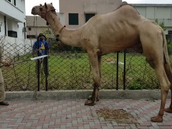 Camel Qurbani A2 Wapd Town 2019