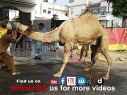 camel qurbani almarjan gujranwala