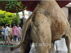 camel qurbani main road 2020 4K video