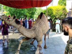 camel qurbani 2020 gujranwala