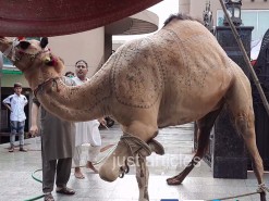 Very Heavy Camel Qurbani 2020 Gujranwala
