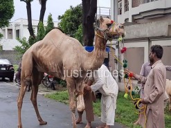 camel qurbani 2020 wapda town