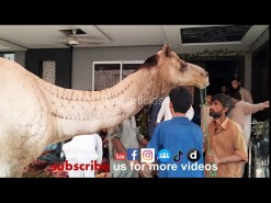 Big camel qurbani 2020