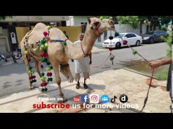 Latest camel Qurbani 2020 Gujranwala 4K video