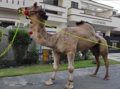 Most beautiful camel qurbani 2020