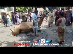 Camel qurbani wapda town 2020 gujranwala