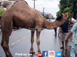2020 Big camel qurbani