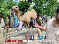 camel qurbani main road 2020 wapda town