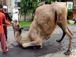 Heavy camel qurbani in A1 2020