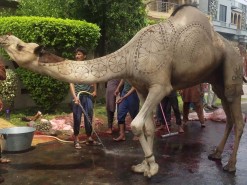 camel qurbani by expert qasai 2020
